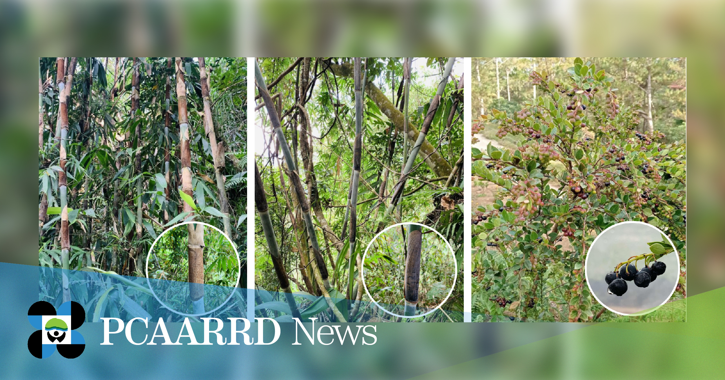 Conservation efforts for Benguet native bamboo and blueberry in full swing